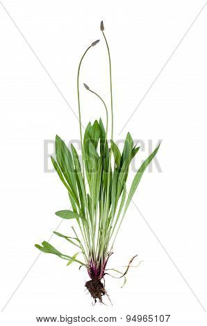 Plantago Lanceolata