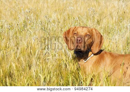 Hunting dog in the ripening grain. Hot summer day. Hungarian Pointer Viszla hunting. Electric dog co