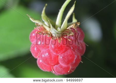 Close-up  Raspberry