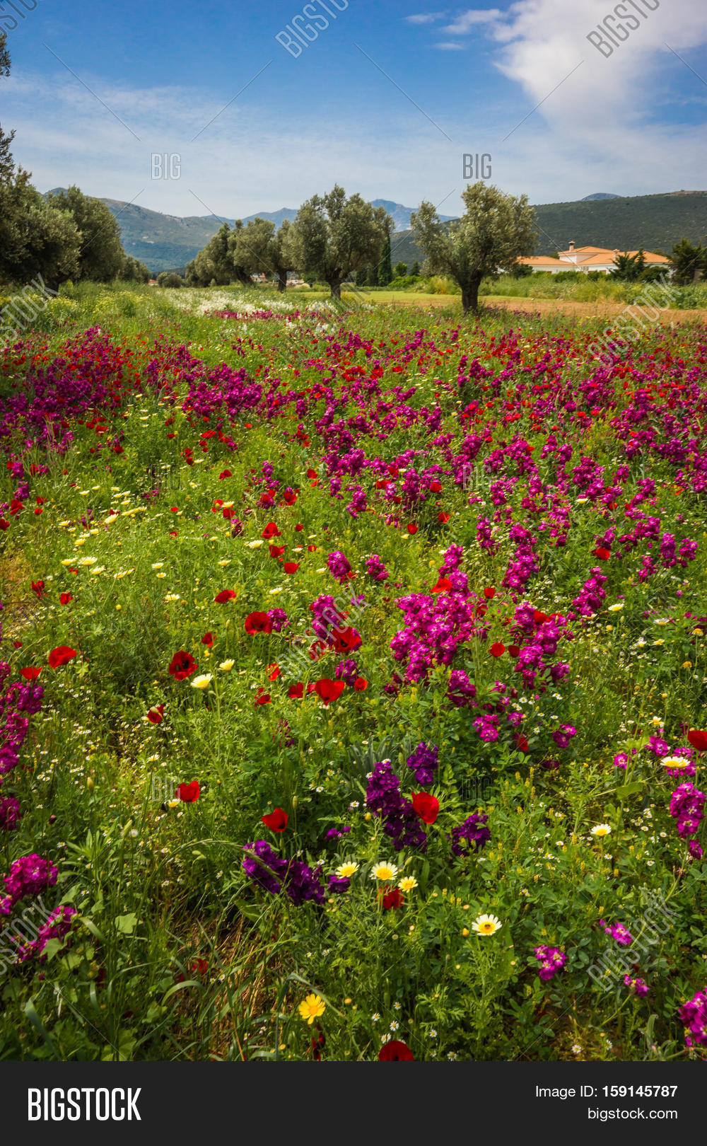 Field Colorful Spring Image & Photo (Free Trial) | Bigstock
