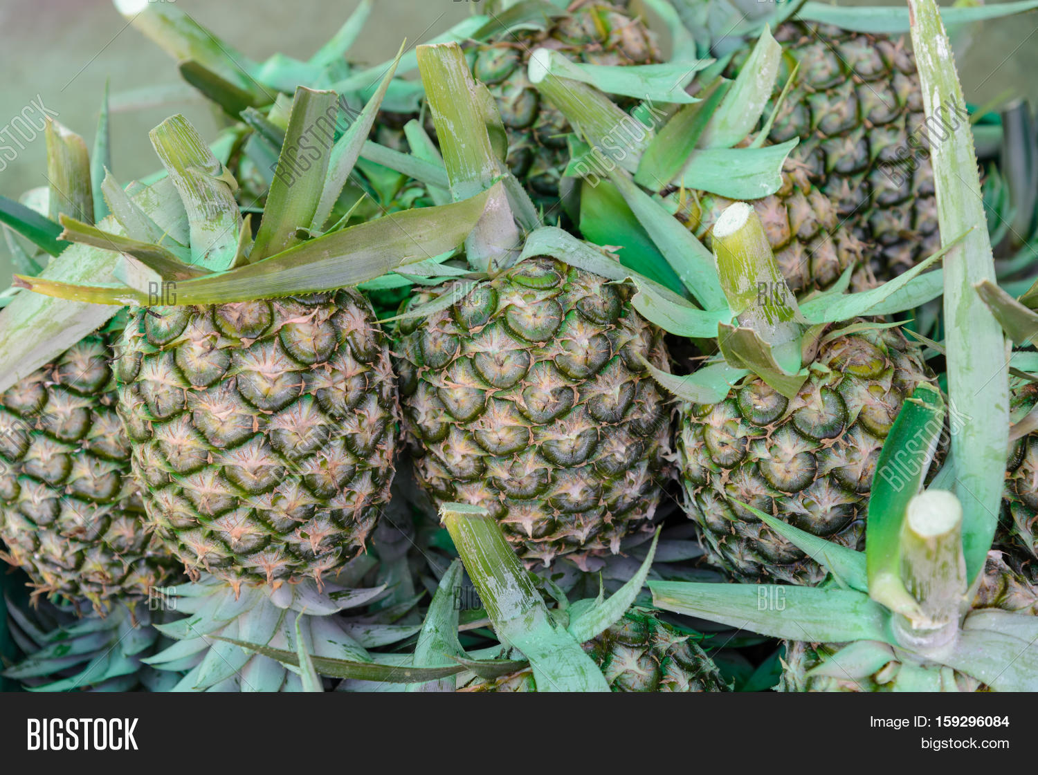 Fresh Pineapple Sale Image & Photo (Free Trial) Bigstock