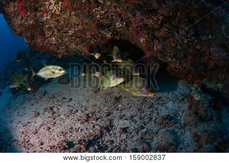 Coral Life Diving Sudan Soudan Red Sea Safari