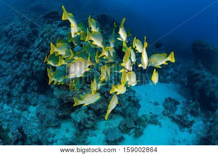 Coral Life Diving Sudan Soudan Red Sea Safari