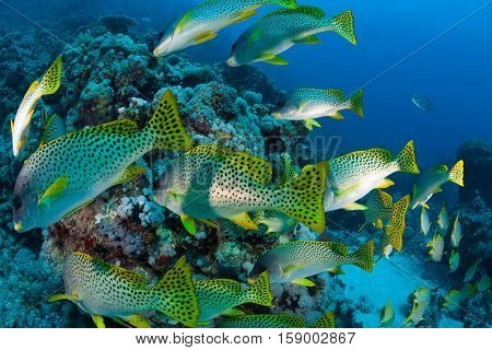 Coral Life Diving Sudan Soudan Red Sea Safari