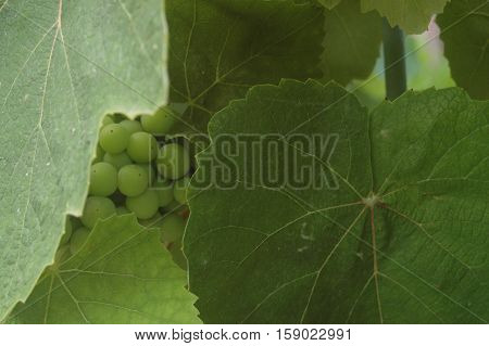 Bunch of grapes visible through leaves of grape vine
