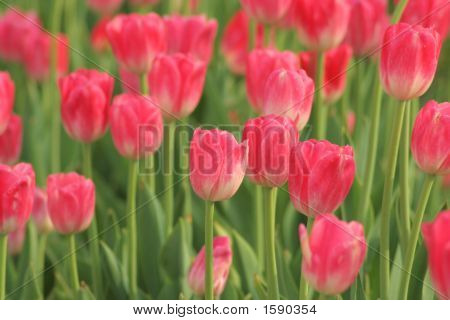 Sunny Rosa Tulpen