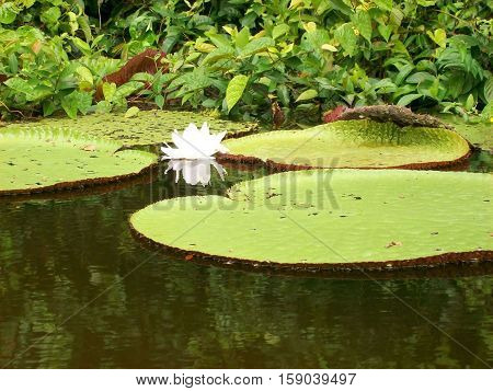 Landscape of nenuphars resting on a lake