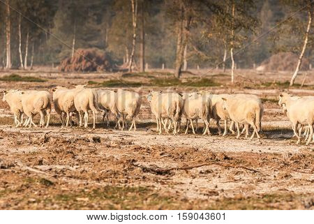 sheep in the early morning light on the Dutch heath