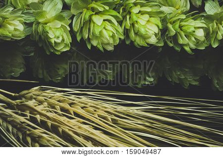 Green hop cones and ears of wheat on a dark background grown for brewing beer and bread as well as a seasoning for food Blue toned