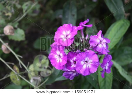 Garden perennial phlox flowers in the summer garden
