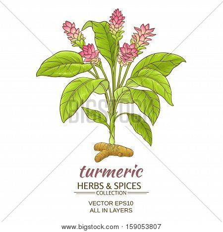 turmeric plant vector illustration on white background