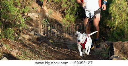 Dog and its owner taking part in a popular canicross race