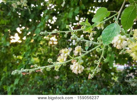 Manila tamarind flower and pollen - Pithecellobium dulce Benth