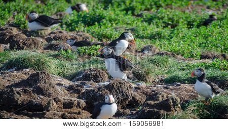Atlantic puffin (Fratercula arctica) going about their business, making nests and new puffins as they return in summer to mate on one of the bird islands in Elliston, Newfoundland.