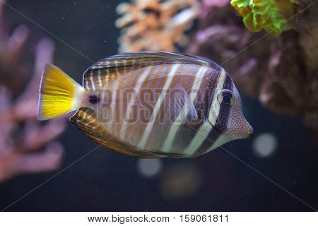 Sailfin tang (Zebrasoma veliferum). Marine fish.