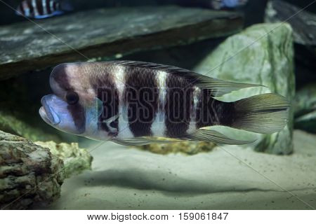 Frontosa (Cyphotilapia frontosa), also known as the humphead cichlid. 