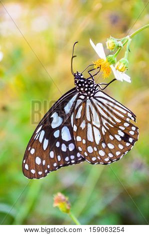 Fragrant flowers and butterfly in the evening sunset.