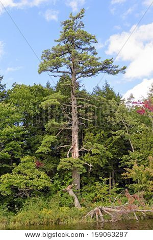 Magestic White Pine on the Lake shore of Mirror Lake in Porcupine Mountains State Park in Michigan