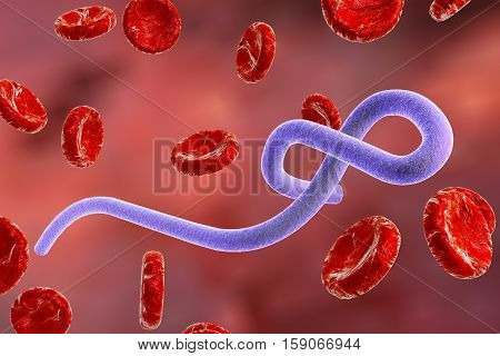 Ebola virus in blood with red blood cells, hemorrhagic fever virus. 3D illustration