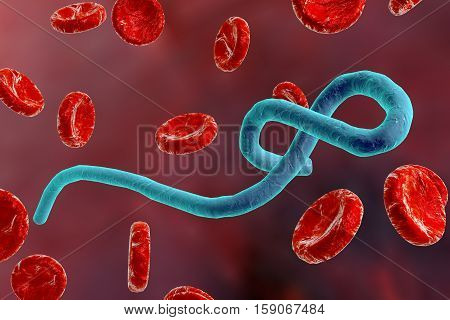Ebola virus in blood with red blood cells, hemorrhagic fever virus. 3D illustration