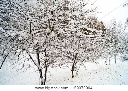 winter landscape trees covered with snow in a Park