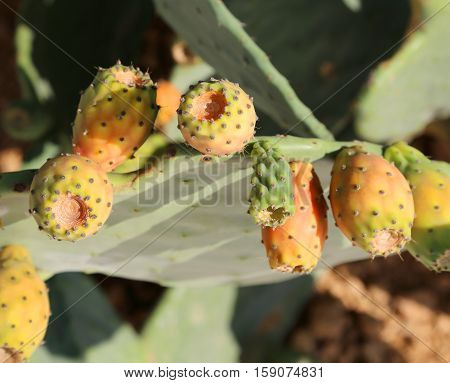 Many Ripe Prickly Ready For Harvest