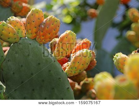 Many Indian Fig Opuntia Or Prickly Pear  In The Cactus