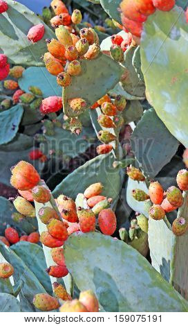 Prickly Plant With Ripe Prickly Pear Ready For Harvest