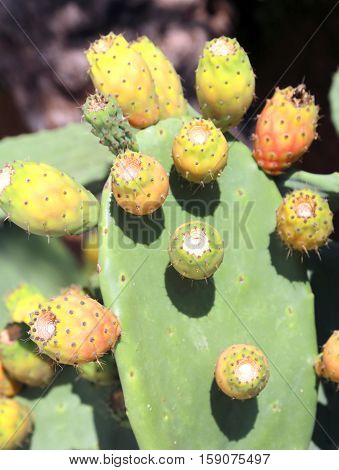 Prickly Plant With Large Fruit Ready For Harvest