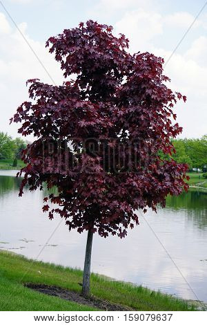 A red maple tree (Acer rubrum) stands near a small man-made lake in Joliet, Illinois during October.