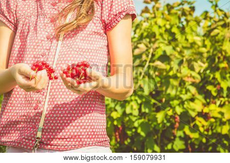 Children Who Pick Curants In A Field