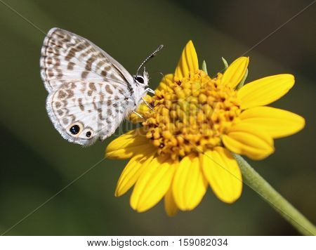 A Cassius Blue Butterfly (Leptotes cassius) feeding on a yellow flower