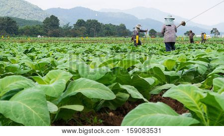 Chaingrai -november 29 : Unidentified Workers Are Shoveling Soil In Tobacco Field On November 29,201