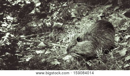 Coypu in tree leaves falling to the ground in autumn. black and white image