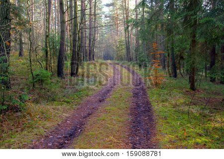 The photo shows a forest, dirt road. It runs through coniferous forest. It is autumn. The road gentle curve turns right.