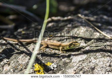close-up green sand lizzard at the stone