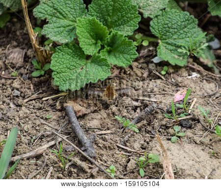 He Flies Bombyliidae Above The Ground In The Grass
