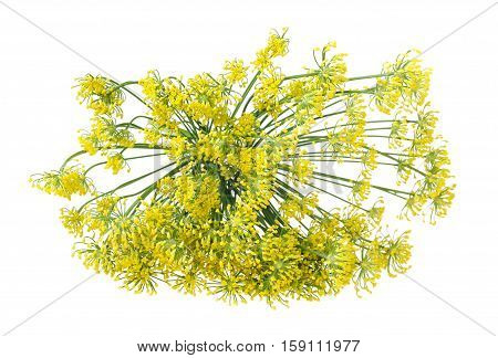 Wild fennel flowers isolated on white background