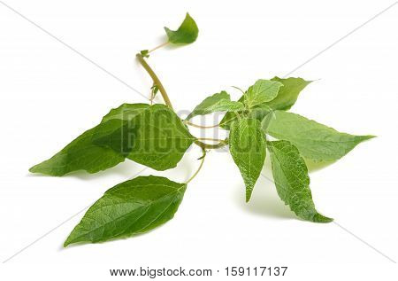 Pellitory (parietaria, Officinalis)