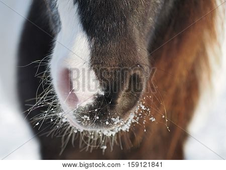 Nose of a skewbald pony in winter weather