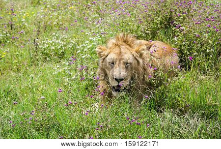Young male lion resting on the grass in the savannah at Ngorongoro Crater, national park Tanzania.