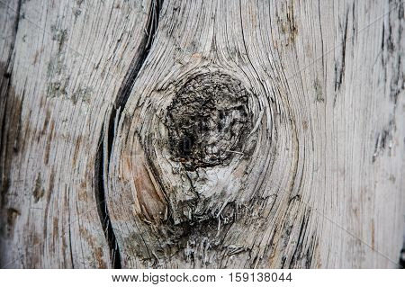 very old wood tree background vintage museum
