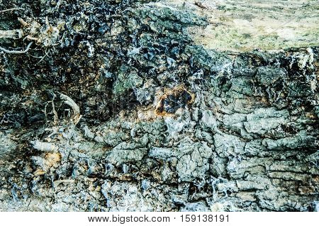 very old wood tree background vintage wall