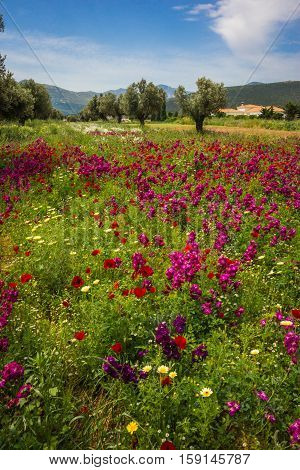 Field Of Colorful Spring Flowers In Schinias, Greece
