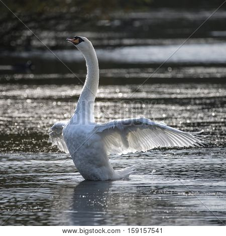 Graceful Beautiful Mute Swan Cygnus Olor Stretches It's Wings On Lake With Sun Behind