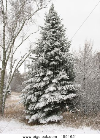 Arbre de neige