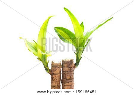treetop of dracaena fragrans on white background