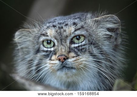 Pallas's cat (Otocolobus manul), also known as the manul. 