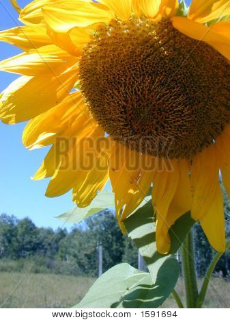 Grand tournesol
