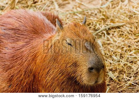 Capybara (hydrochoerus hydrochaeris) in the zoo thailand.
